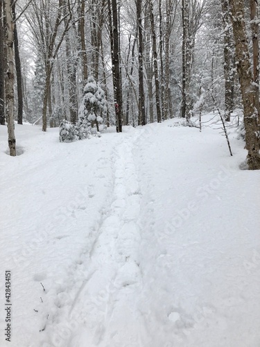 Woodland snowshoe trail
