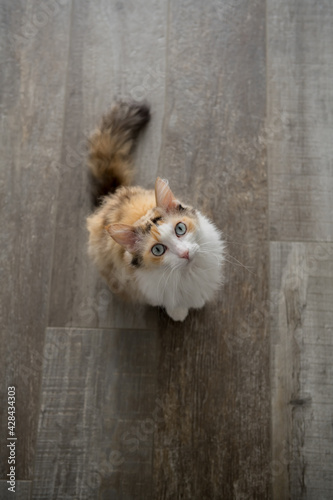 A LaPerm cat is sitting on the floor and looking up.