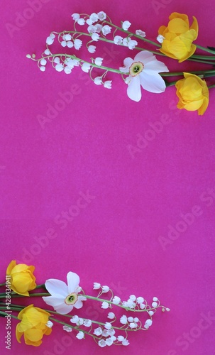 Bright spring flower arrangement. White daffodils and yellow flowers of trolius europaeus on a pink background. Background for spring greeting cards, invitations photo