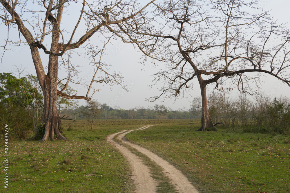 Jeep safari track through grasslands of Kaziranga National Park