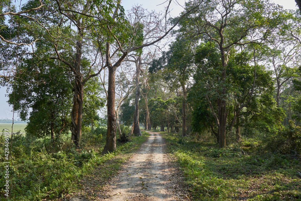 Forest safari track in Kaziranga National Park, India Forest safari track in Kaziranga National Park, India