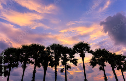 Silhouette of palm tree at sunset with colorful cloud sky
