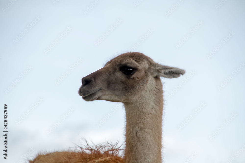 Obraz premium Guanaco head looking for his family