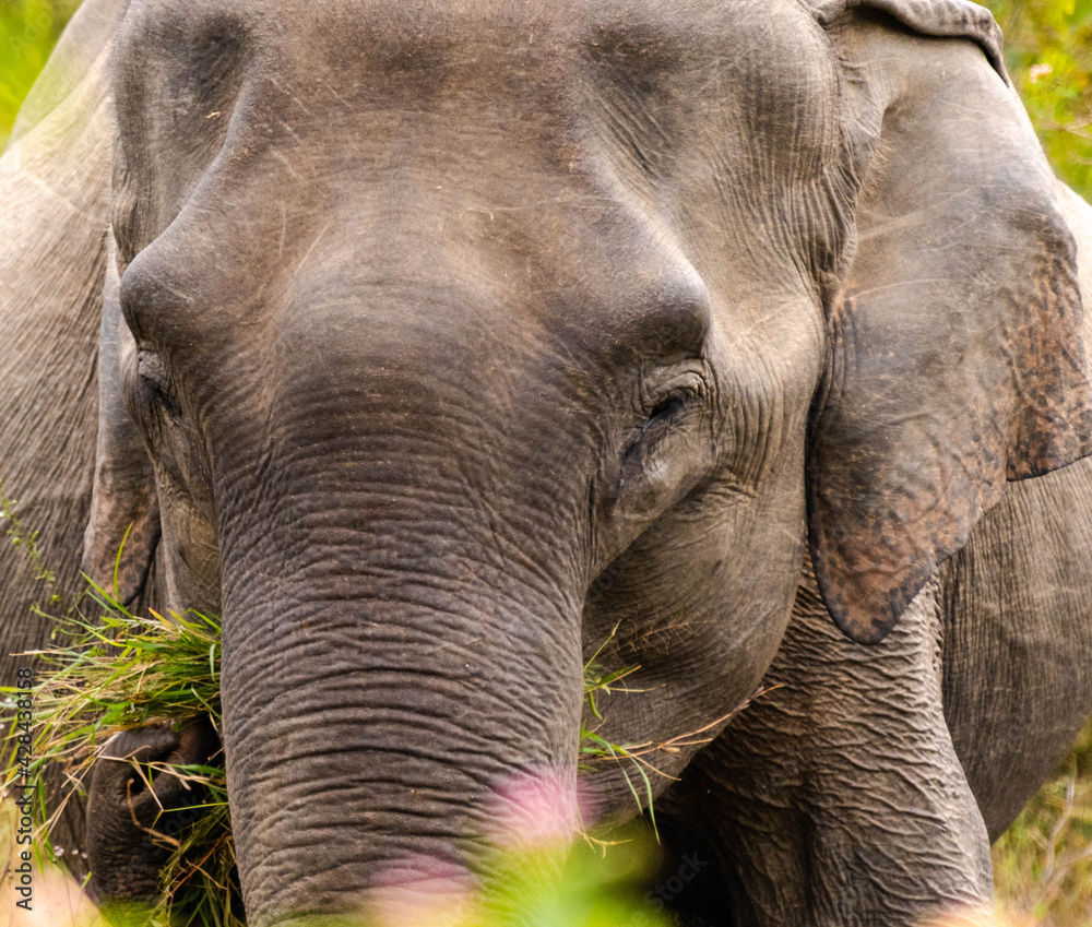 Fototapeta premium asiatische Elefanten im Nationalpark auf Sri Lanka