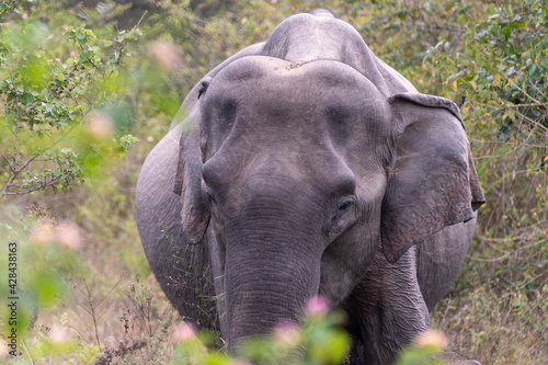 asiatische Elefanten im Nationalpark auf Sri Lanka