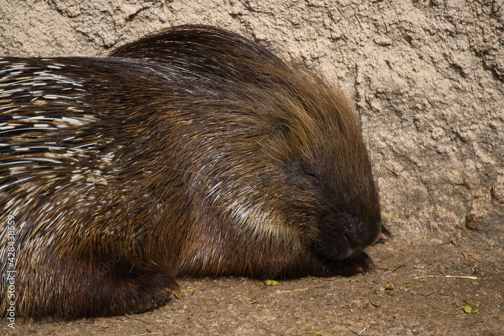 porcupine in a natural park and animal reserve, located in the Sierra de Aitana, Alicante, Spain