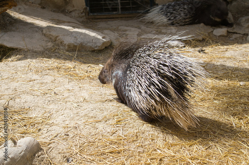 porcupine in a natural park and animal reserve, located in the Sierra de Aitana, Alicante, Spain photo