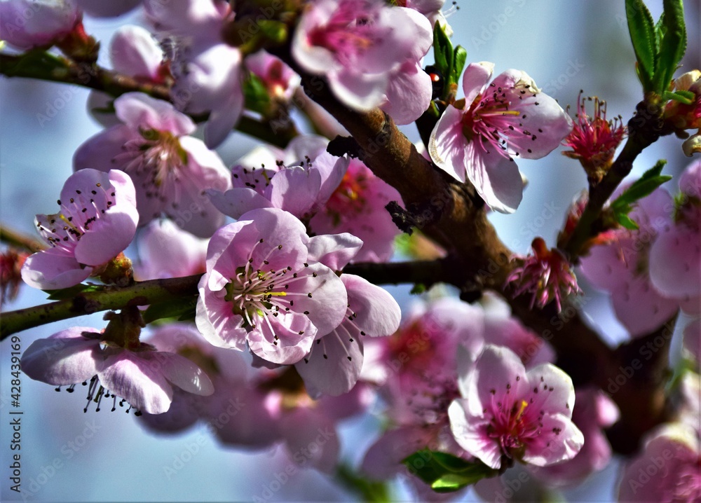 tree blossom