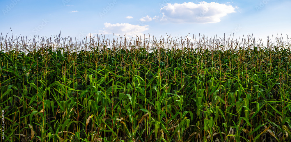 Obraz premium Natural food crops grow in rural fields on farm.Corn stalk background.