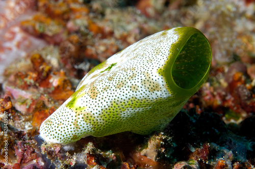 A picture of an ascidian photo