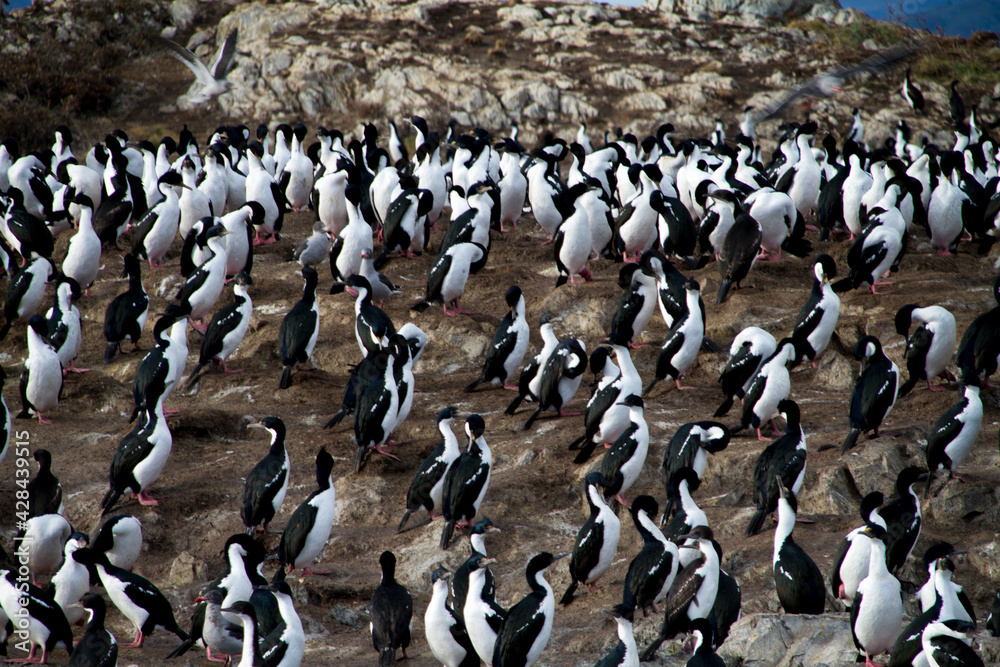 Fototapeta premium Seabirds on their natural habitat, in Ushuaia.