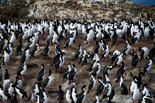 Seabirds on their natural habitat, in Ushuaia.