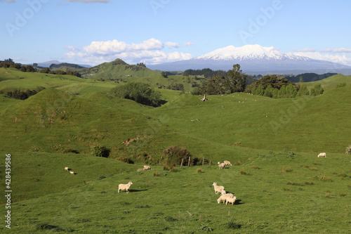 Fototapeta Naklejka Na Ścianę i Meble -  Mount Ruapehu und Mount Ngauruhoe Neuseeland / Mount Ruapehu and Mount Ngauruhoe New Zealand