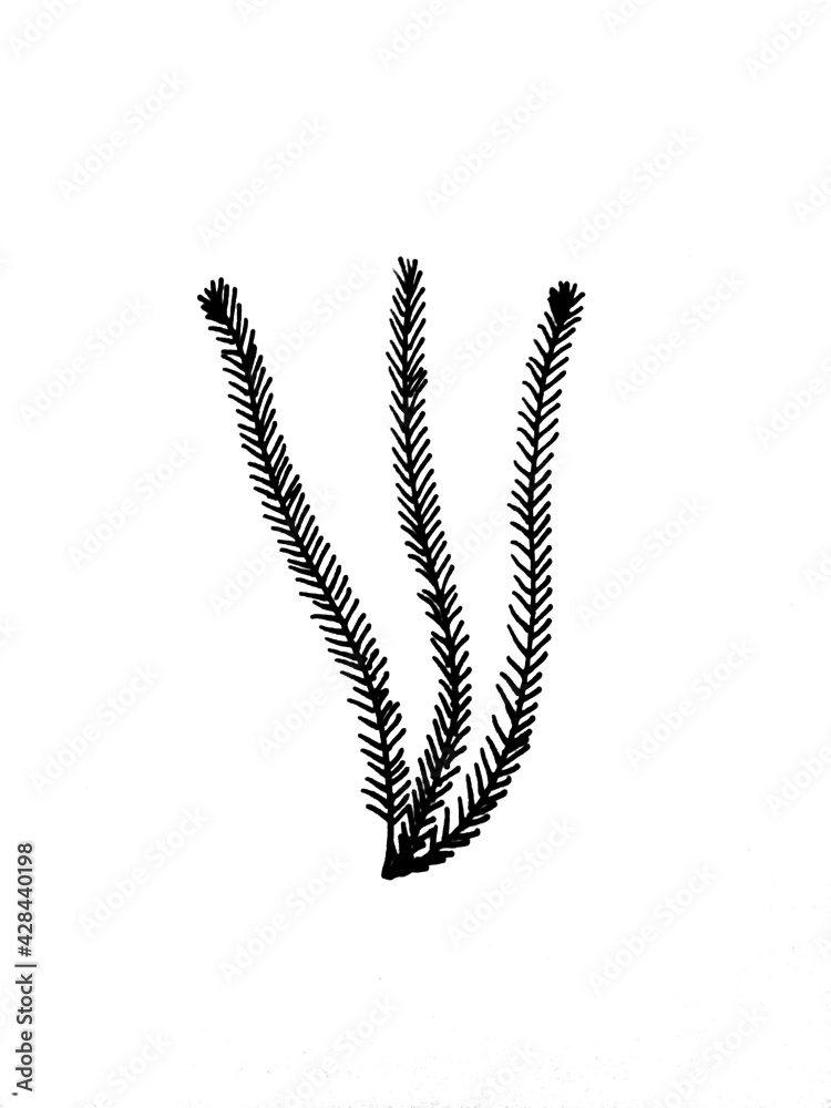 feather isolated on white feather isolated on white