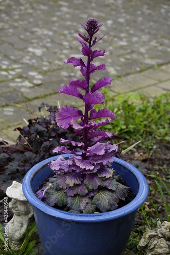 ein Zier Kohl im Topf lange gewachsen. Interessante lila Blume photo