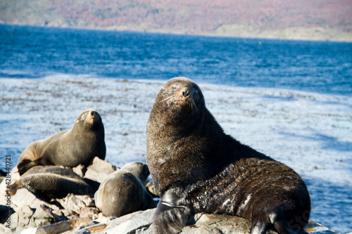 Sea lions lying in a rocky island at the bleagle channel