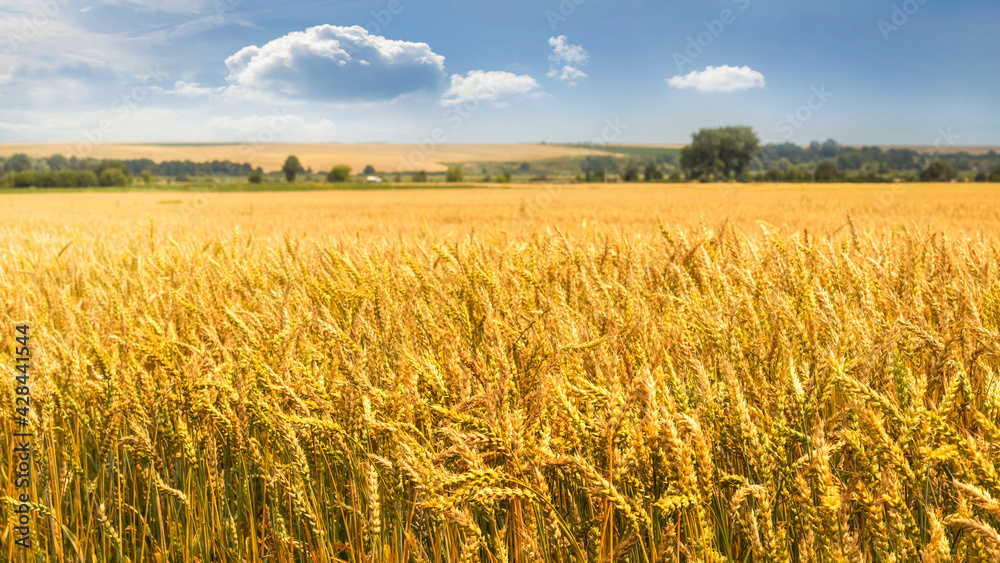 Wide wheat field. Wheat background. Growing wheat