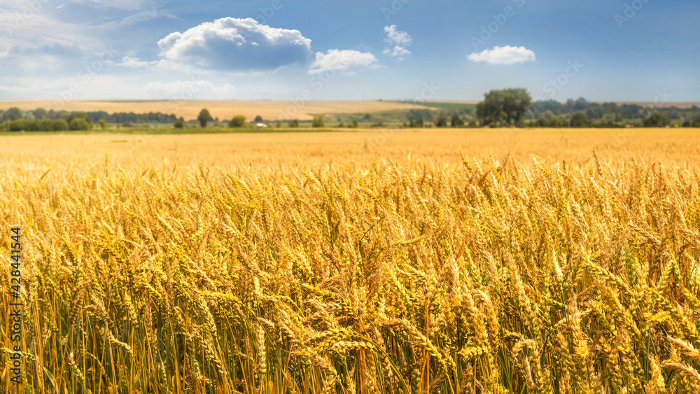 Wide wheat field. Wheat background. Growing wheat Wide wheat field. Wheat background. Growing wheat