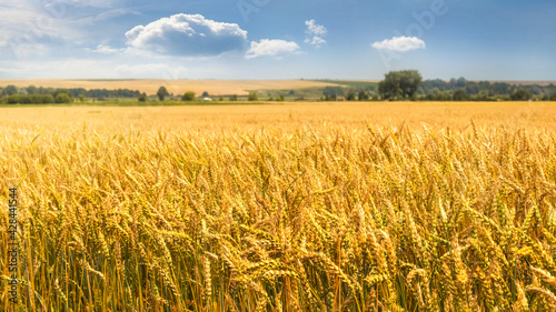 Wide wheat field. Wheat background. Growing wheat