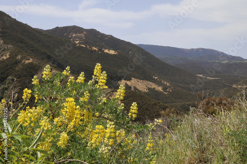 Neuseeland Kaweka Forest Park / New Zealand Kaweka Forest Park / photo