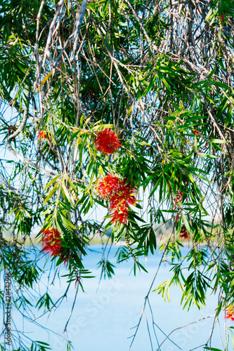 Bild auf Leinwand Red Bottlebrush tree in front of Tampa Bay