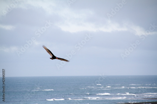 Large bird flies over the Argentine coast (Peninsula Valdés)