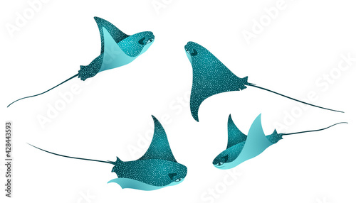 Manta ray fishes, marine animals, sea creatures vector collection