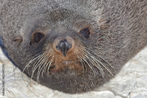 Neuseeländischer Seebär / New Zealand fur seal / Arctocephalus forsteri