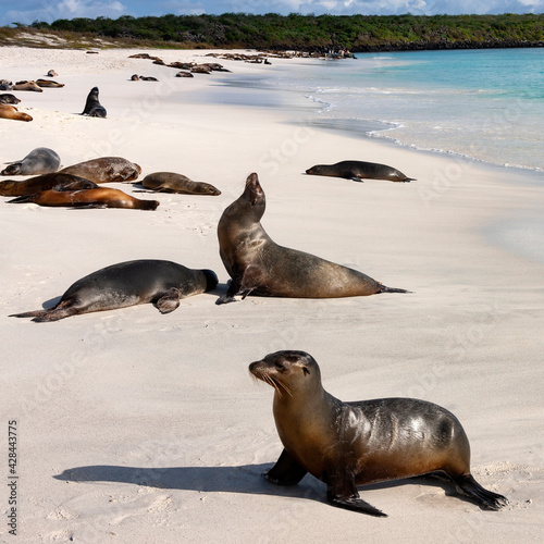 Group of Galapagos Sea Lion - Galapagos Islands