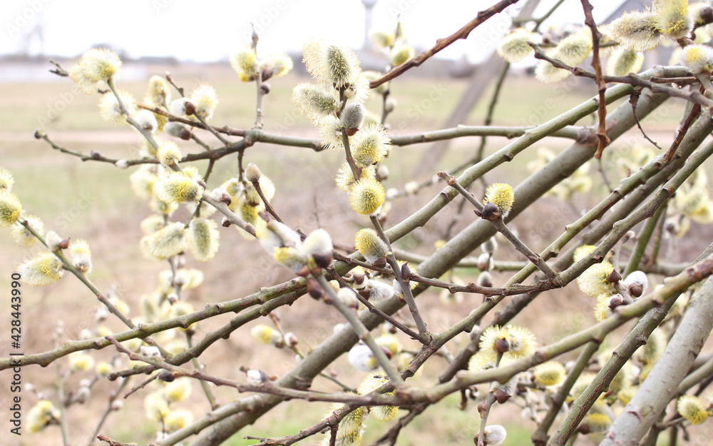 Flowering pussy-willow branches in early spring. Springtime concept. Flowering pussy-willow branches in early spring. Springtime concept.