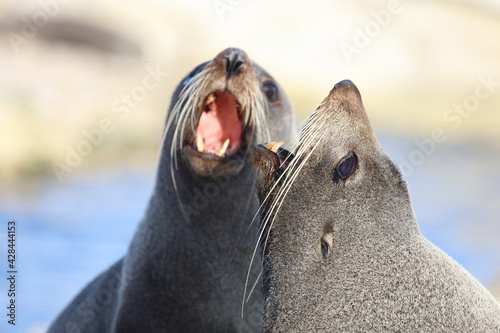 Neuseeländischer Seebär / New Zealand fur seal / Arctocephalus forsteri...
