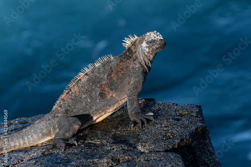 Galapagos Marine Iguana - Fernandina - Galapagos Islands