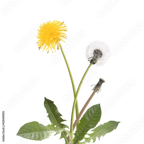 Dandelion isolated on white