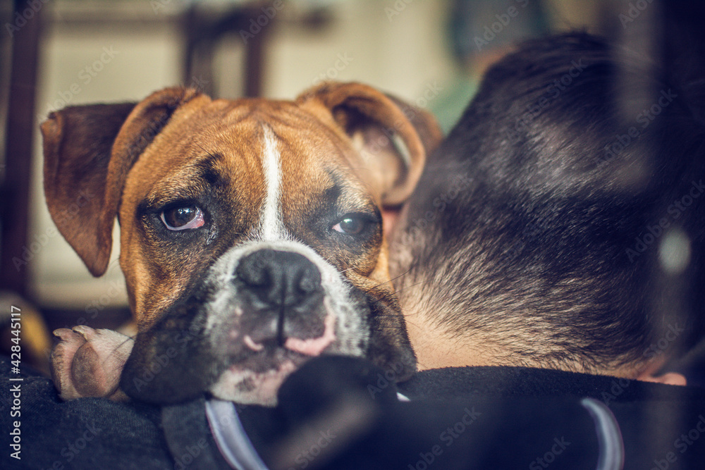 boxer dog portrait boxer dog portrait