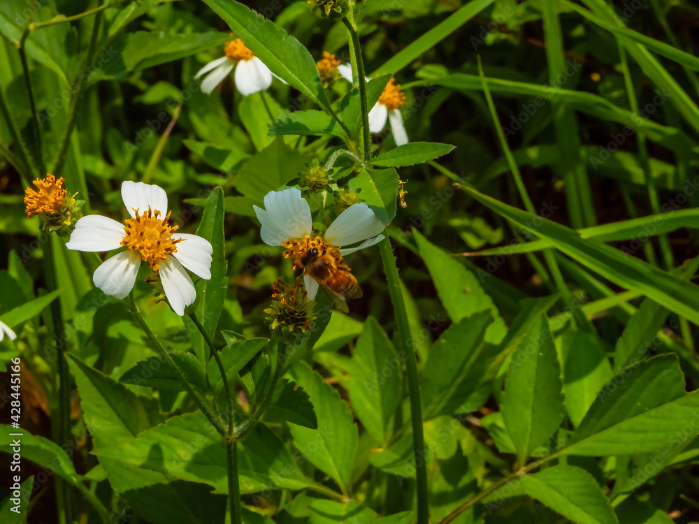 Honey Bee stay on White Flower, Background ,Western Honey Bee , Bidens Alba, Bee Pollination Honey Bee stay on White Flower, Background ,Western Honey Bee , Bidens Alba, Bee Pollination
