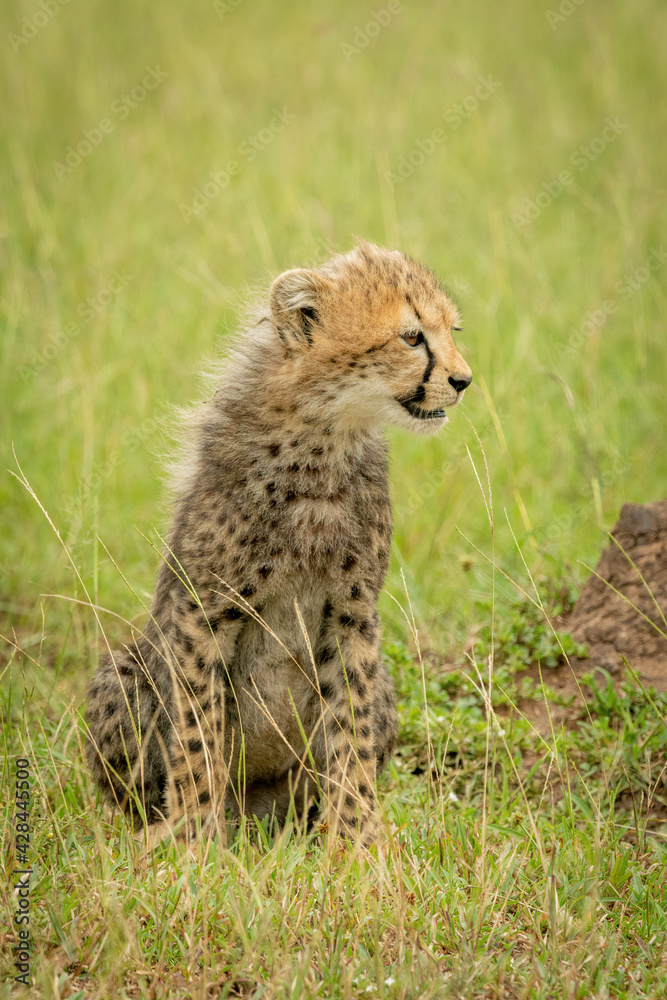 Obraz premium Cheetah cub sits facing right in grass