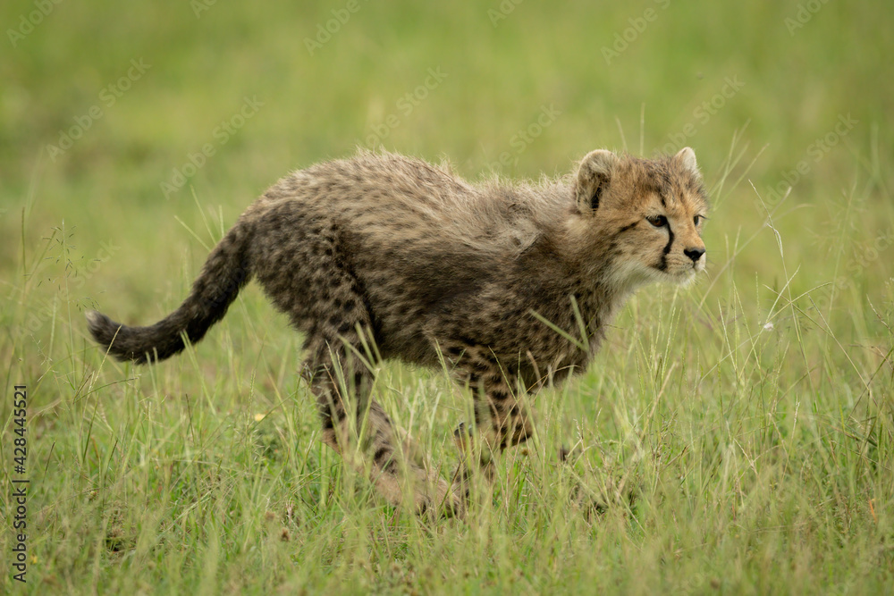 Obraz premium Cheetah cub runs right through long grass