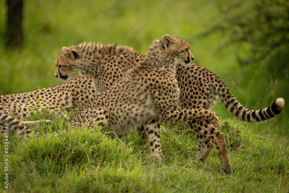 Cheetah cub on mound paws another passing Cheetah cub on mound paws another passing