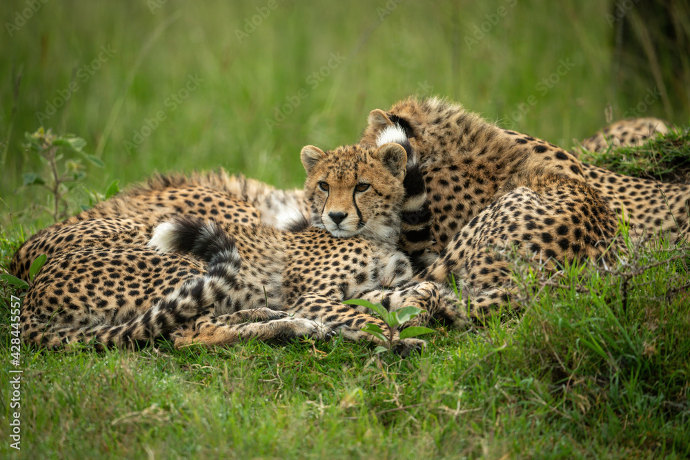 Cheetah cub lying beside mother in grass Cheetah cub lying beside mother in grass