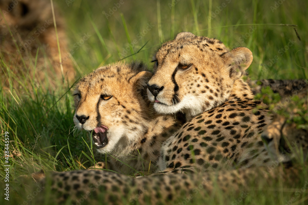 Cheetah cub lies licking lips with mother Cheetah cub lies licking lips with mother