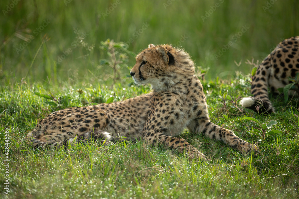 Cheetah cub lies by mother looking back Cheetah cub lies by mother looking back