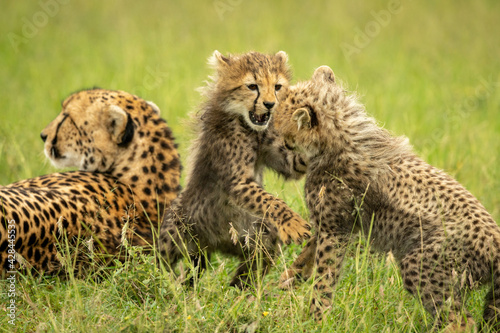 Cheetah cub plays with sibling near mother