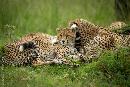 Cheetah cub lying beside mother on grass
