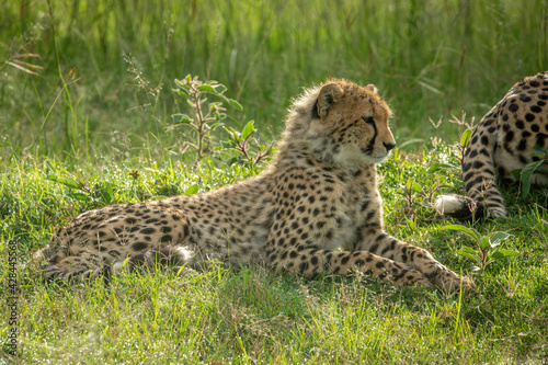 Cheetah cub lying near mother in grass