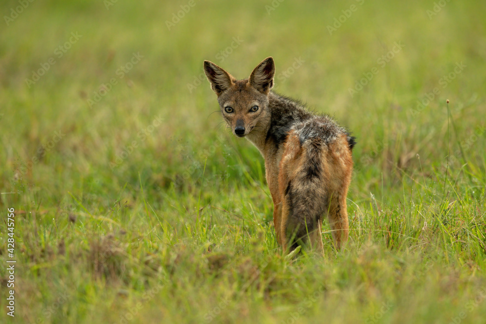 Black-backed jackal stands watching camera in grass Black-backed jackal stands watching camera in grass