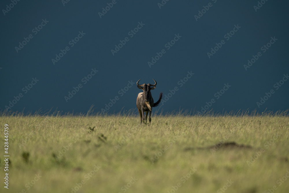 Blue wildebeest stands facing camera on horizon Blue wildebeest stands facing camera on horizon