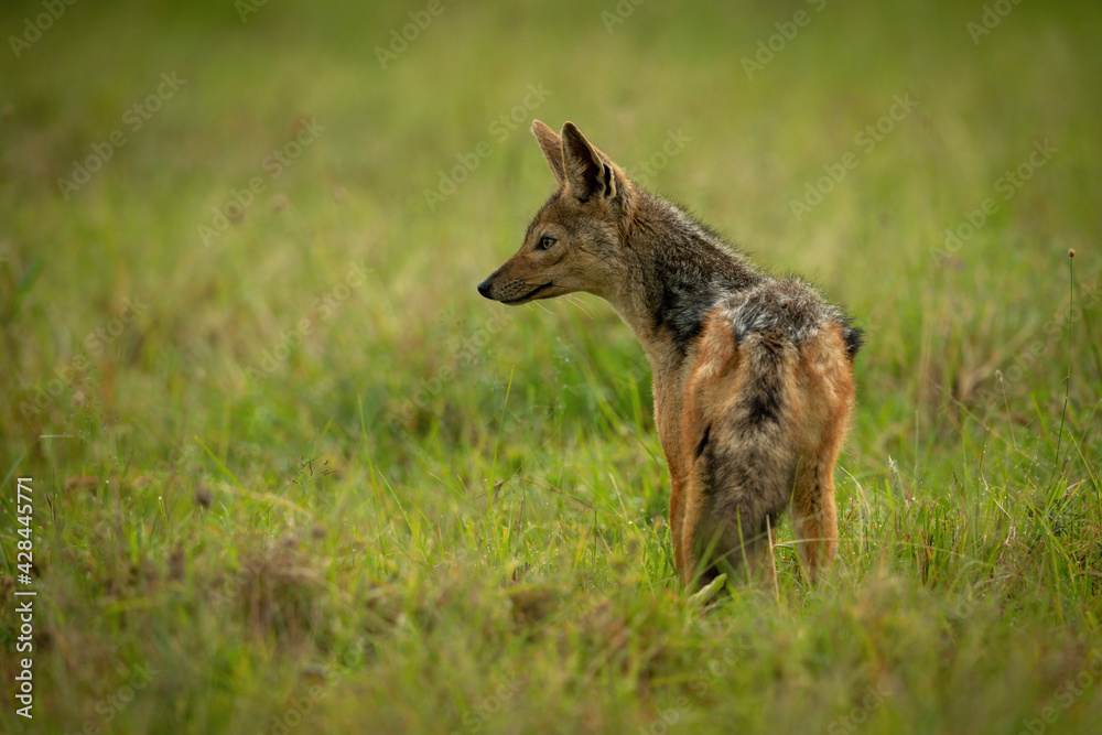 Black-backed jackal stands in grass staring left Black-backed jackal stands in grass staring left