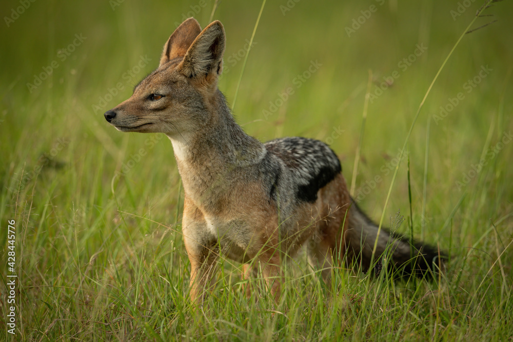 Black-backed jackal stands in grass facing left