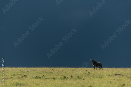 Blue wildebeest stands on horizon under stormclouds © Nick Dale