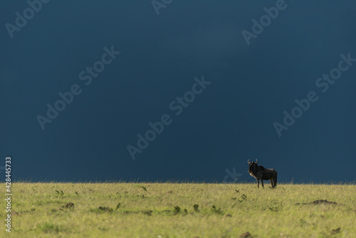 Fototapeta Naklejka Na Ścianę i Meble -  Blue wildebeest stands on horizon in storm